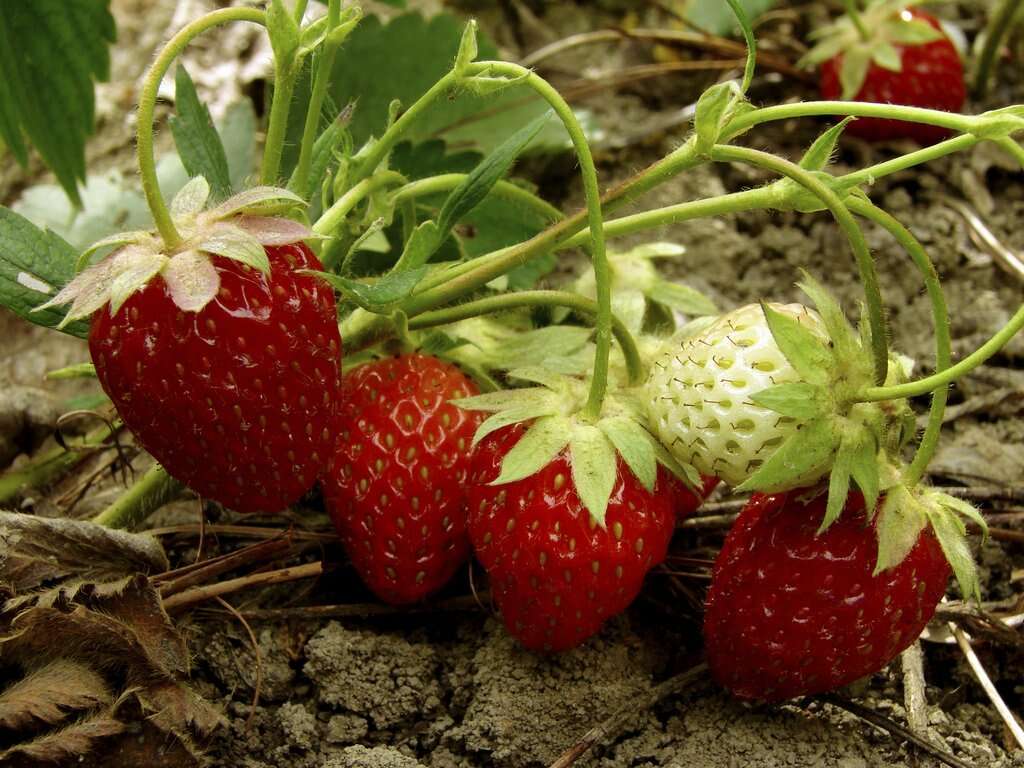palette_fraises_table_de_cana