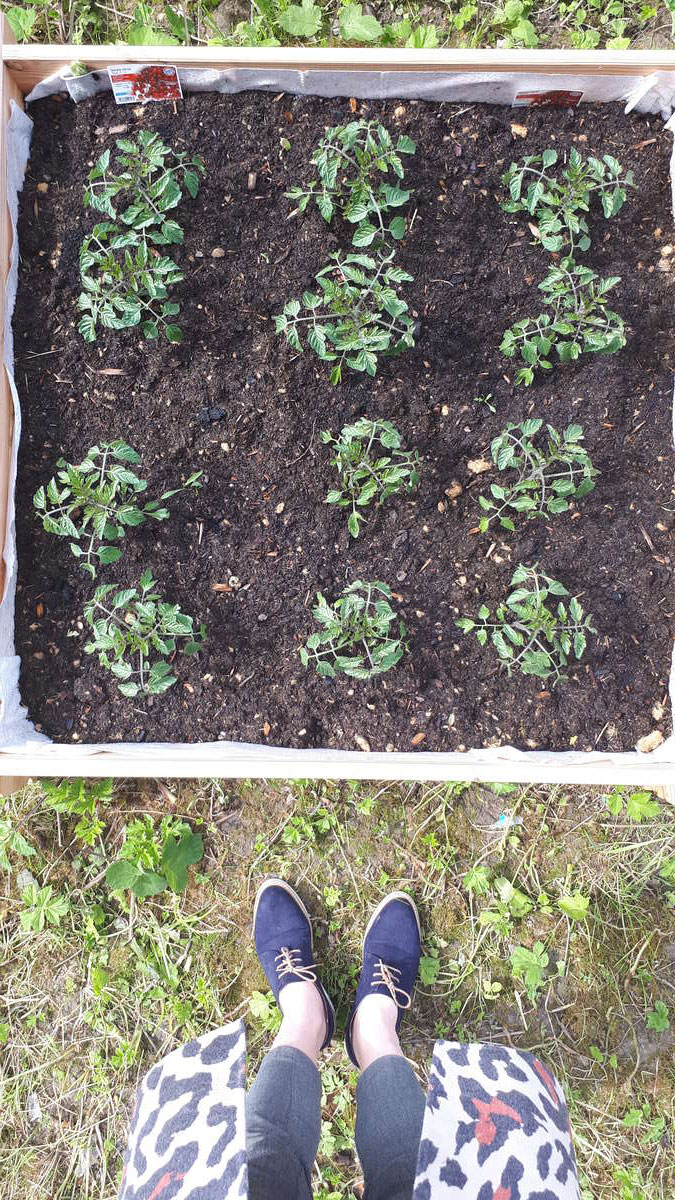 Les pieds de tomates cerise juste plantés