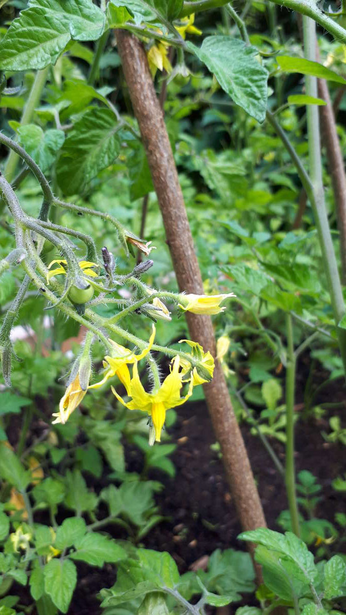 En juin les fleurs pointent le bout de leur nez