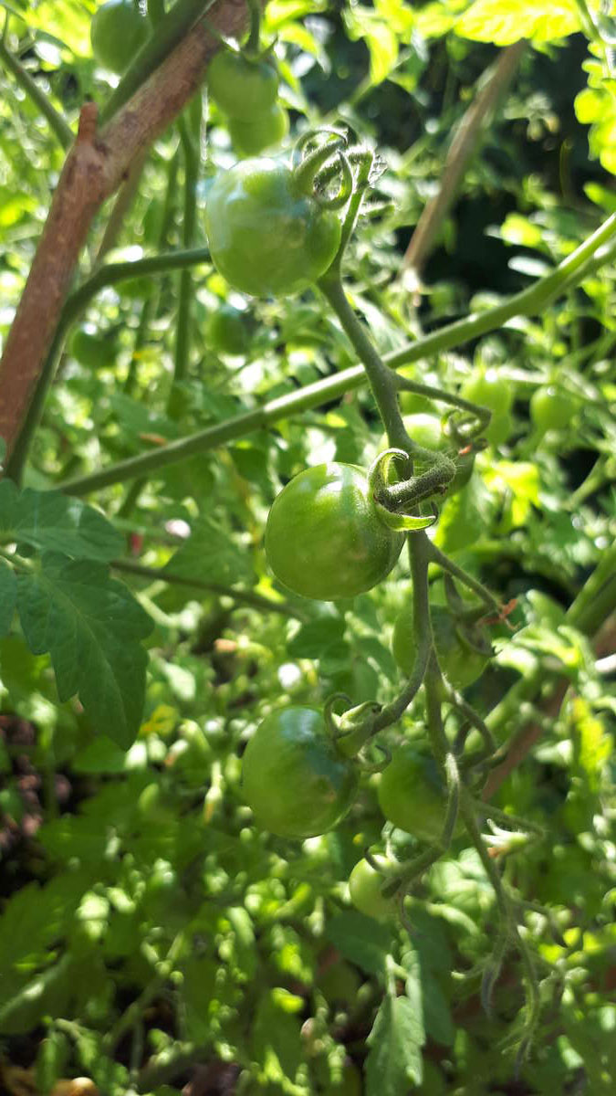 Au mois de juillet les tomates se forment et se gorgent de soleil